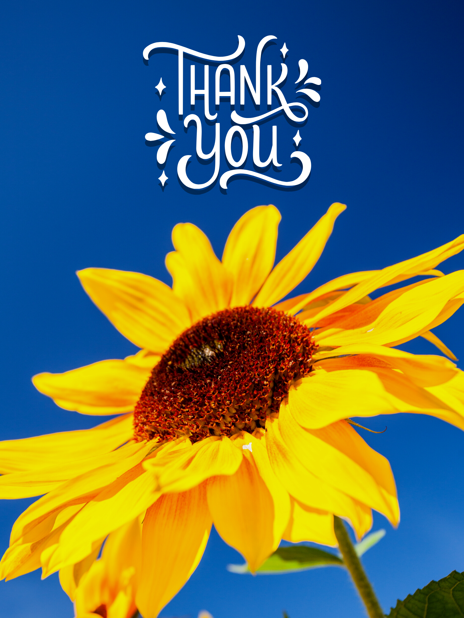 The Sunflower Thank You Box